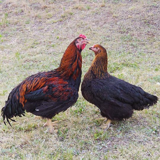 上州地鶏関連商品